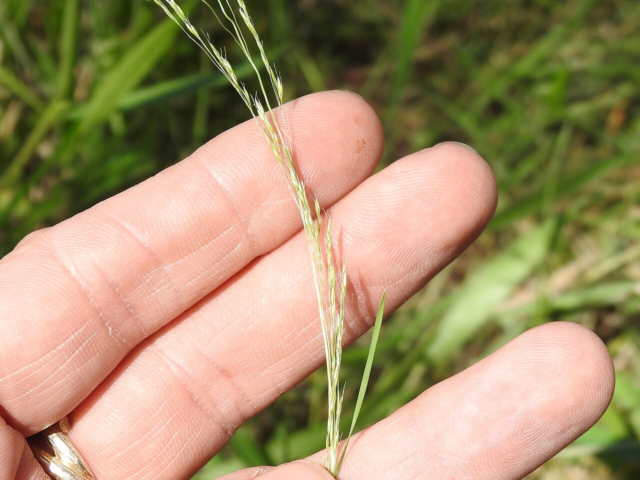 Winter bentgrass: Agrostis hyemalis