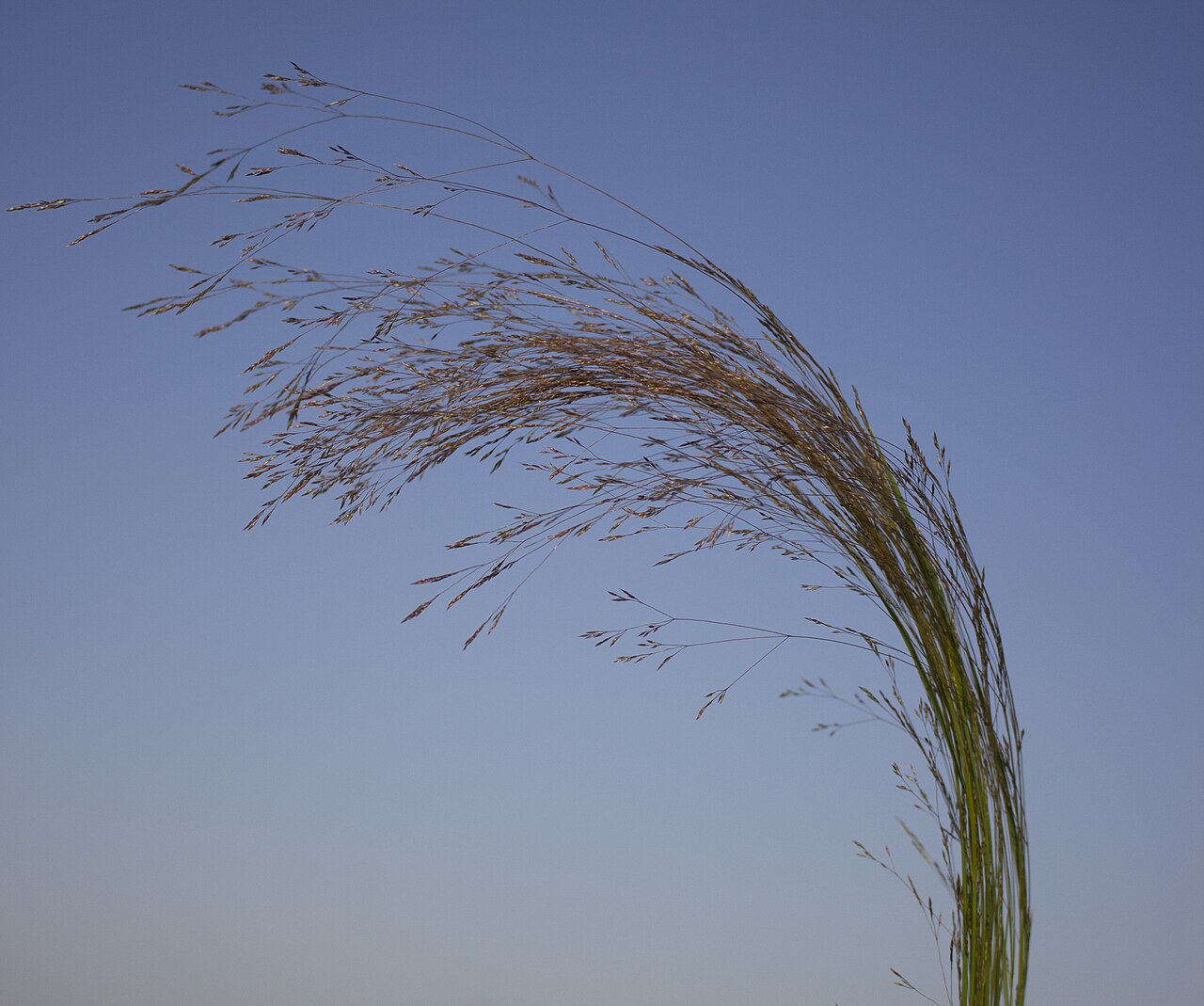 Winter bentgrass: Agrostis hyemalis