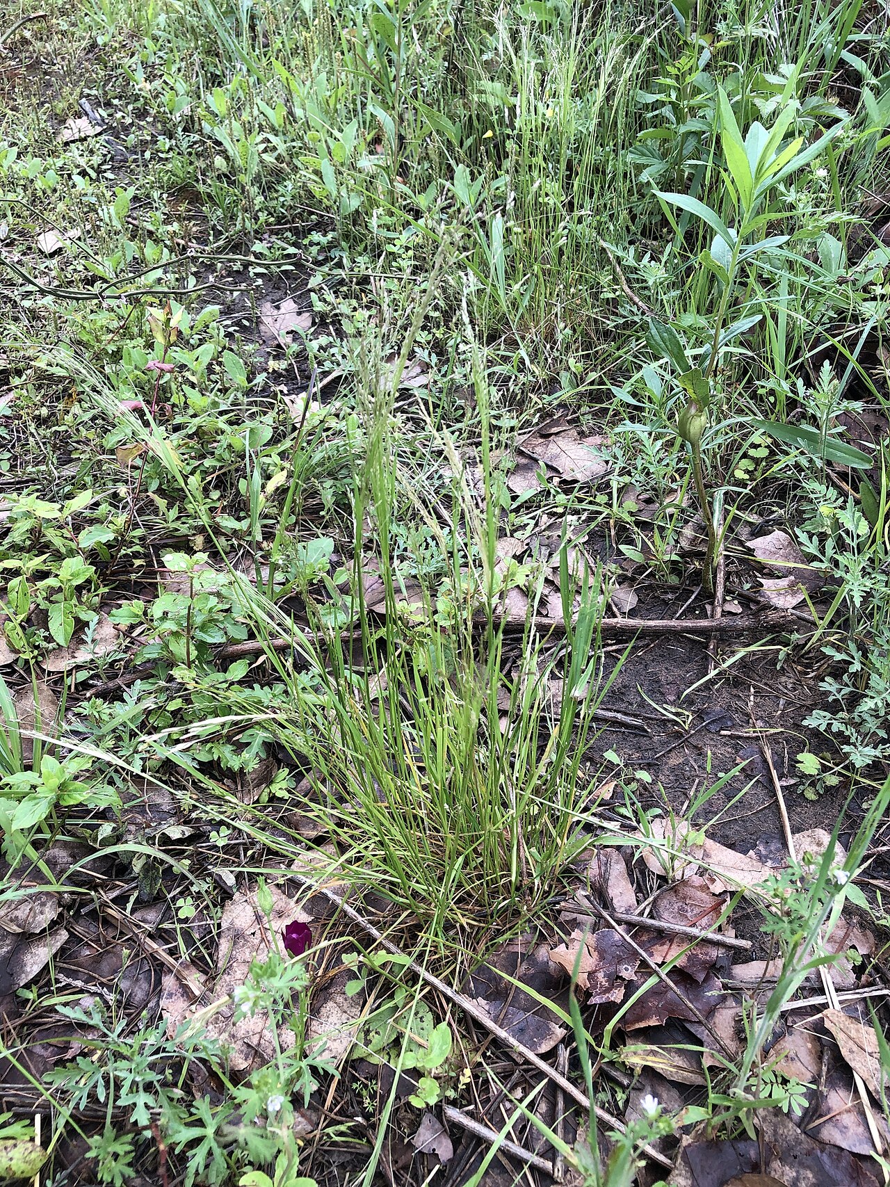 Winter bentgrass: Agrostis hyemalis