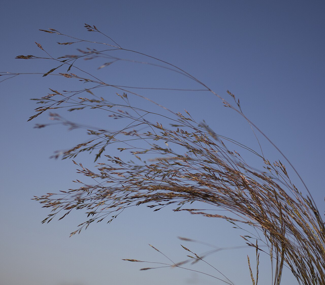 Winter bentgrass: Agrostis hyemalis