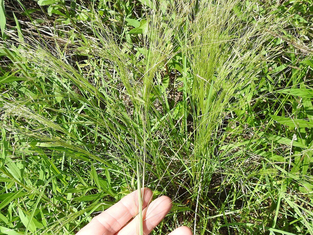 Winter bentgrass: Agrostis hyemalis