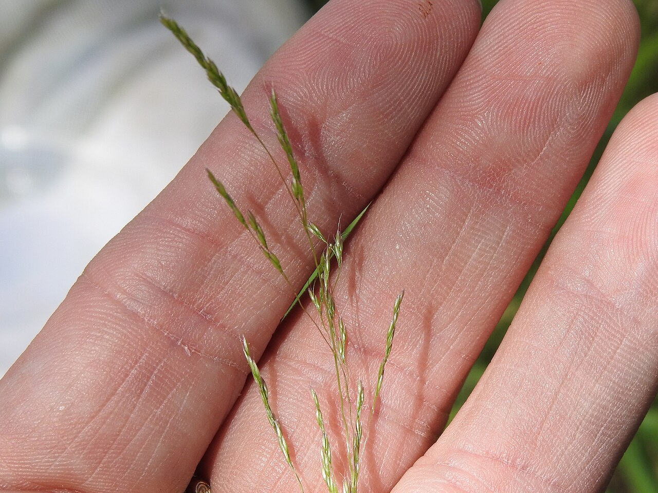Winter bentgrass: Agrostis hyemalis
