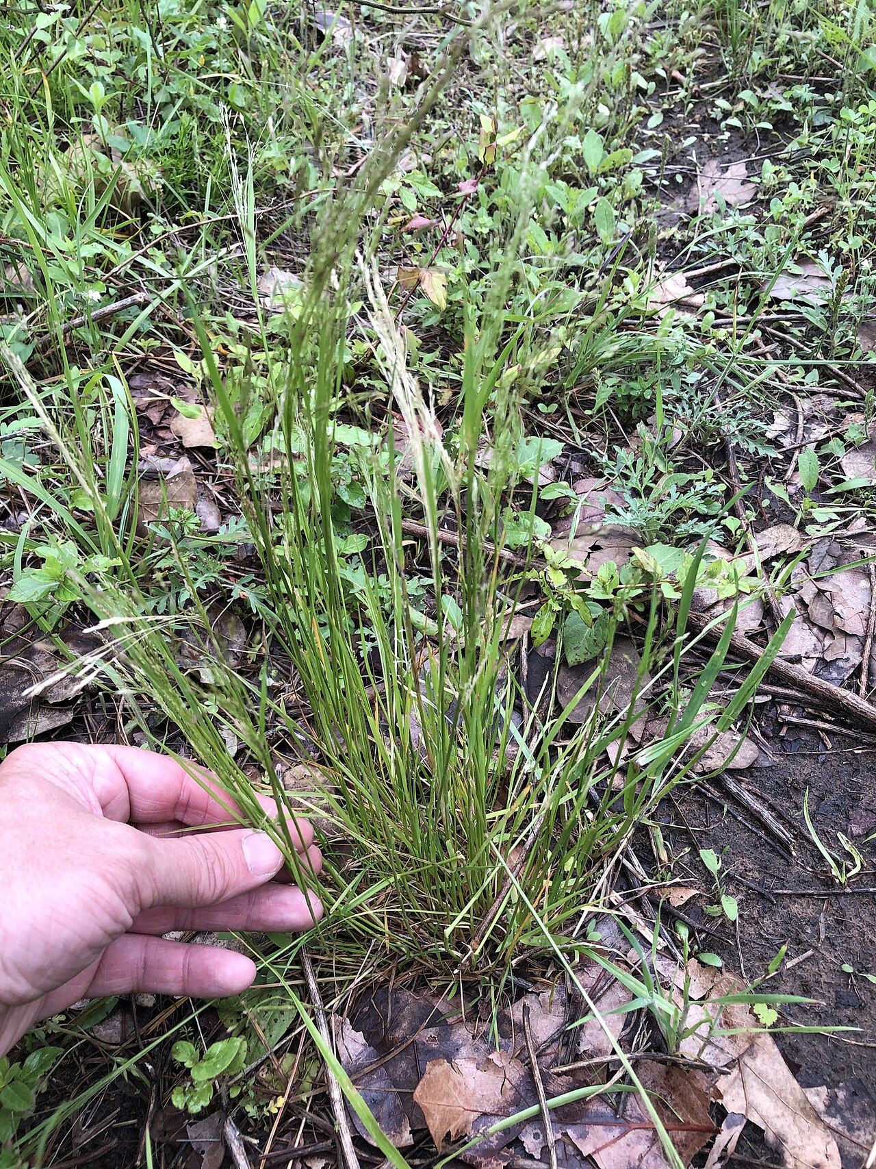 Winter bentgrass: Agrostis hyemalis