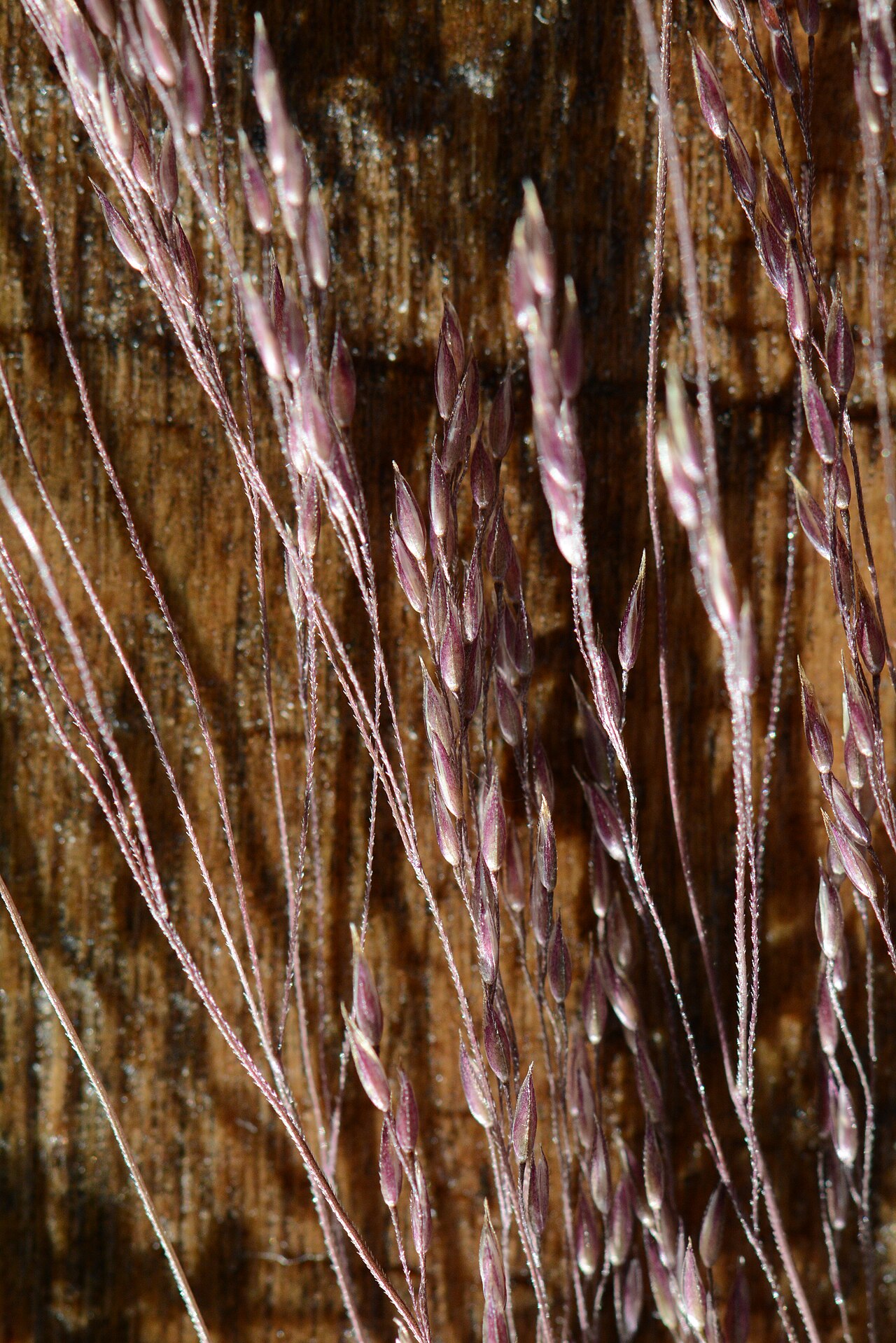 Idaho bentgrass: The inflorescences are highly branched in and upward direction and they are not the unit of dispersal, in contrast to those of Agrostis scabra, which is a very