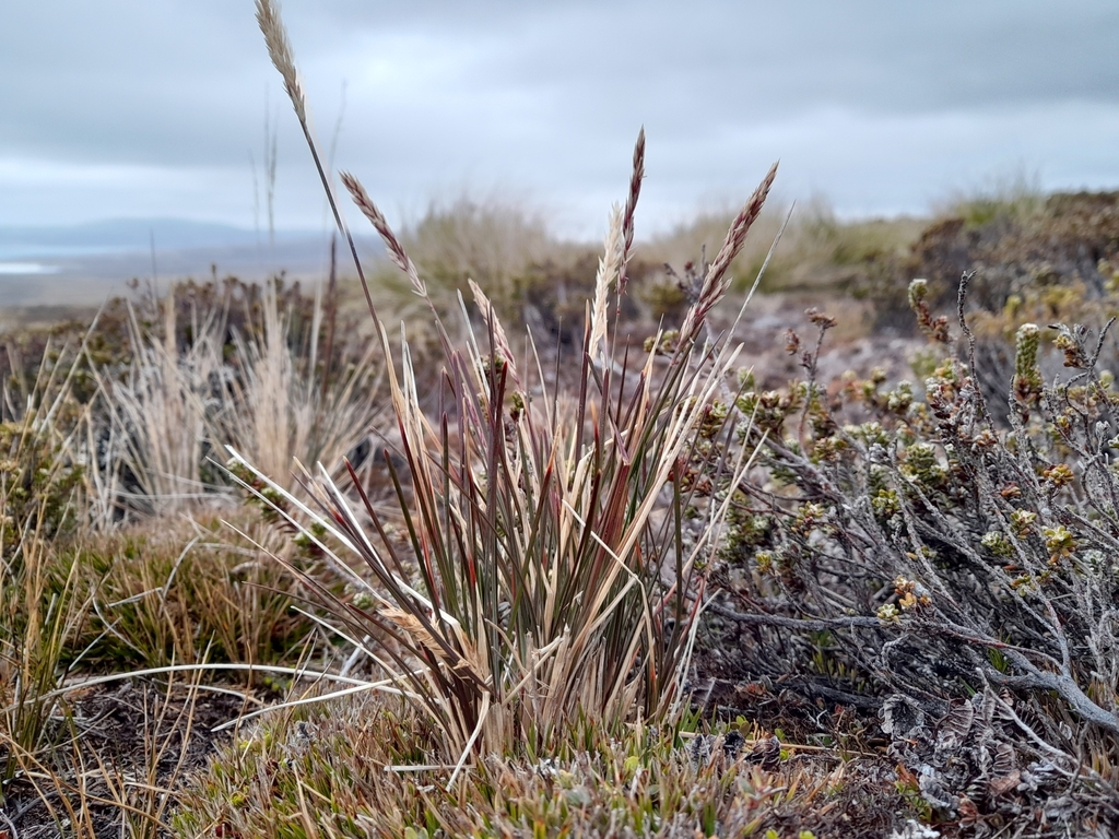 Agrostis meyenii (Agrostis meyenii)