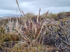 Agrostis meyenii (Agrostis meyenii)