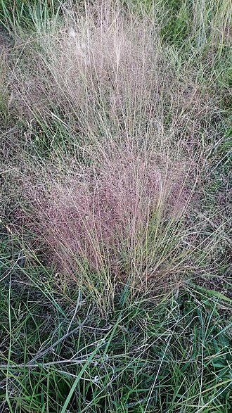 Agrostis montevidensis: Fog Grass