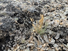 Agrostis muelleriana (Agrostis muelleriana)