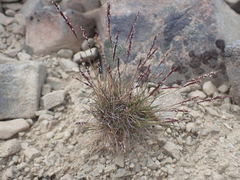 Agrostis muelleriana (Agrostis muelleriana)