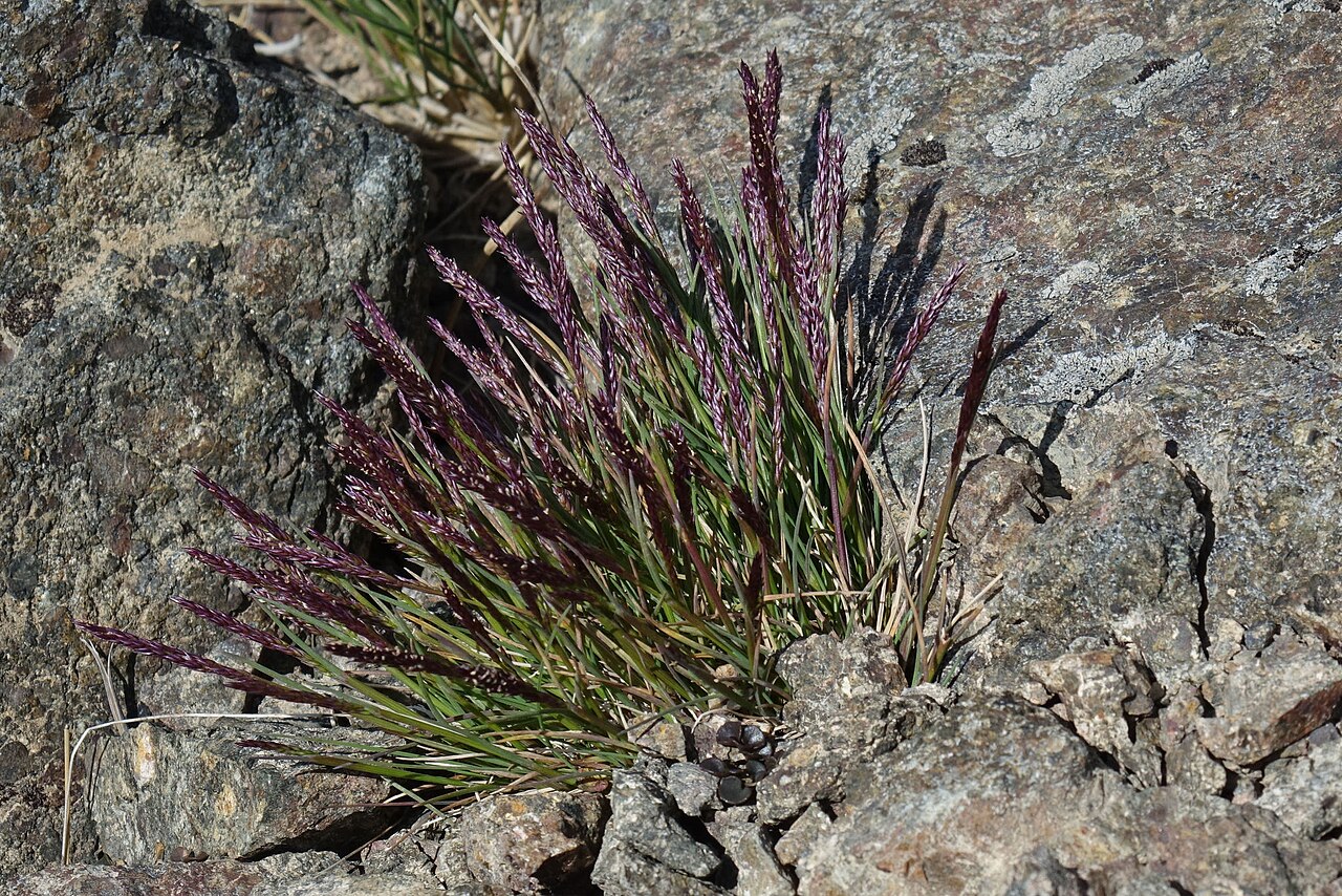 Agrostis muelleriana: Agrostis muelleriana, Beaumont 9689, New Zealand, 2020-02-17 (iNaturalist).