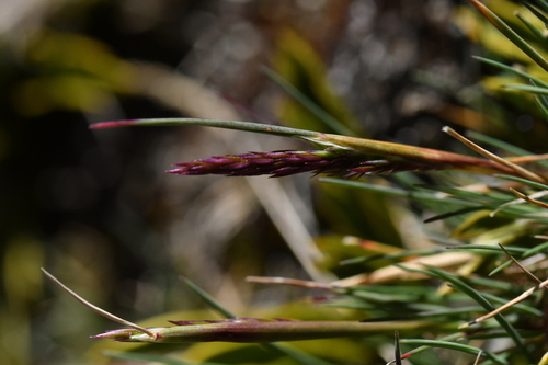 Agrostis muelleriana (Agrostis muelleriana)