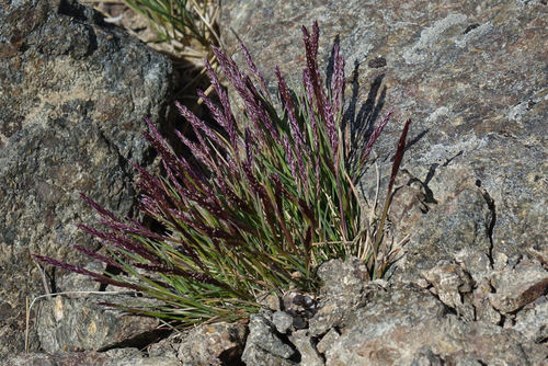 Agrostis muelleriana (Agrostis muelleriana)