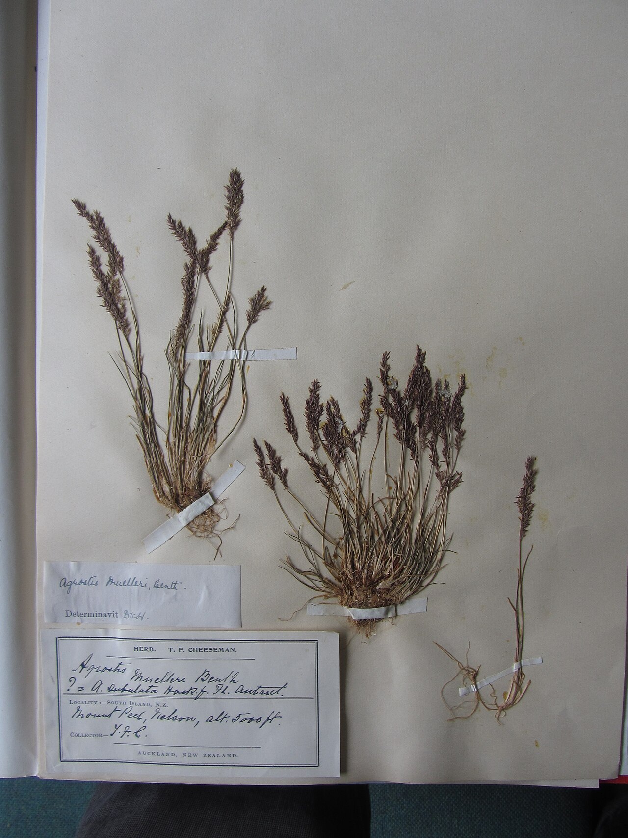 Agrostis muelleriana (Agrostis muelleriana)