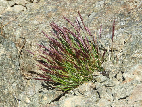 Agrostis muelleriana (Agrostis muelleriana)