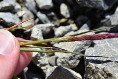 Agrostis muelleriana (Agrostis muelleriana)