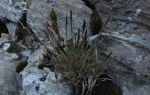 Agrostis muelleriana (Agrostis muelleriana)