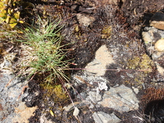 Agrostis muelleriana (Agrostis muelleriana)