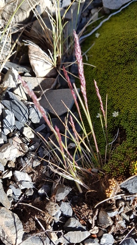 Agrostis muelleriana (Agrostis muelleriana)
