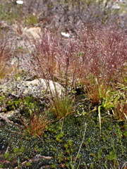 Agrostis muelleriana (Agrostis muelleriana)