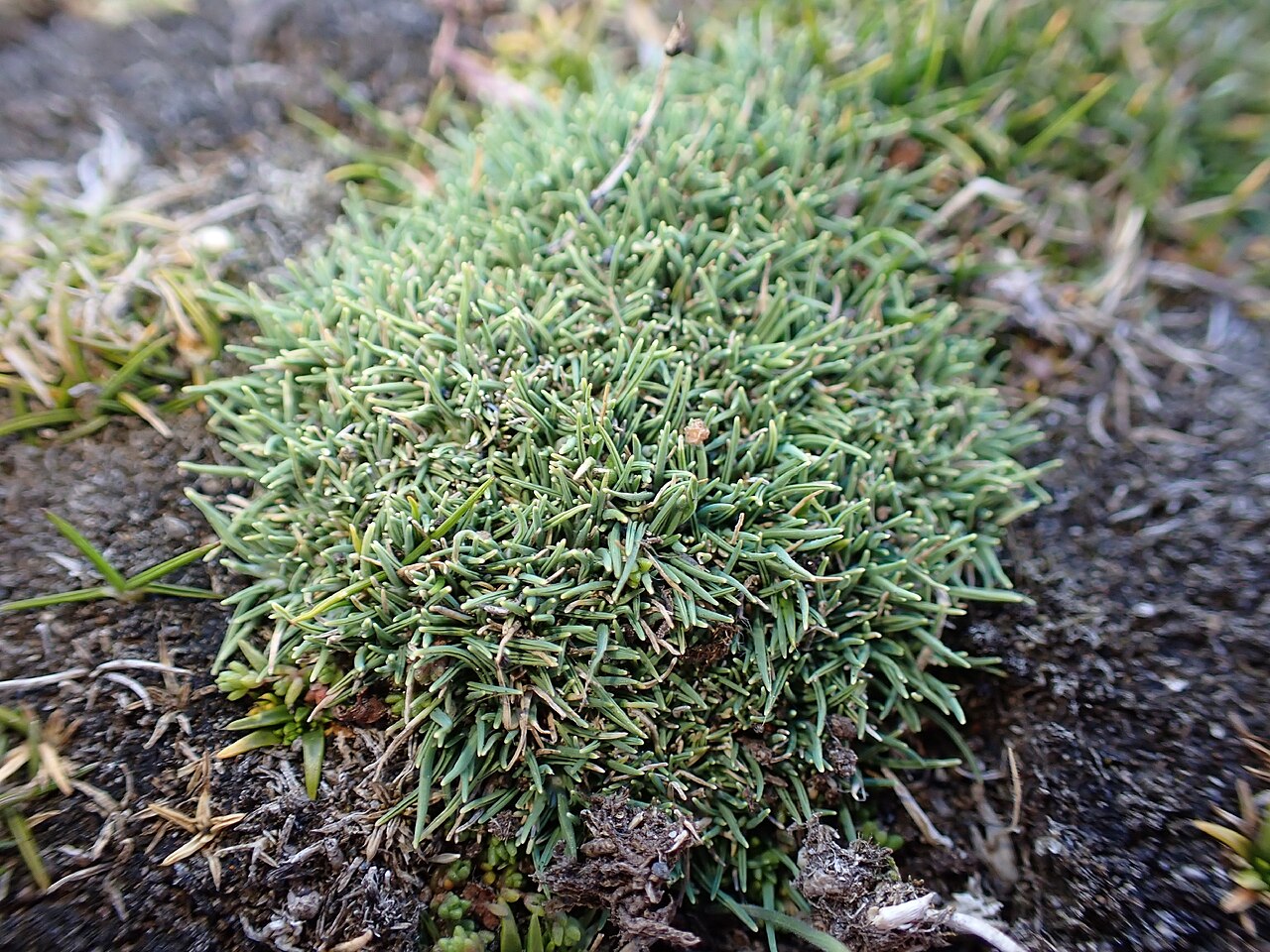 Agrostis muscosa: Agrostis muscosa tuft in South Taranaki, Aotearoa New Zealand