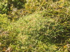 Agrostis muscosa (Agrostis muscosa)