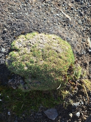 Agrostis muscosa (Agrostis muscosa)