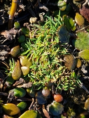 Agrostis muscosa (Agrostis muscosa)