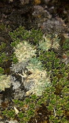Agrostis muscosa (Agrostis muscosa)
