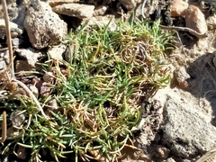 Agrostis muscosa (Agrostis muscosa)