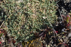 Agrostis muscosa (Agrostis muscosa)