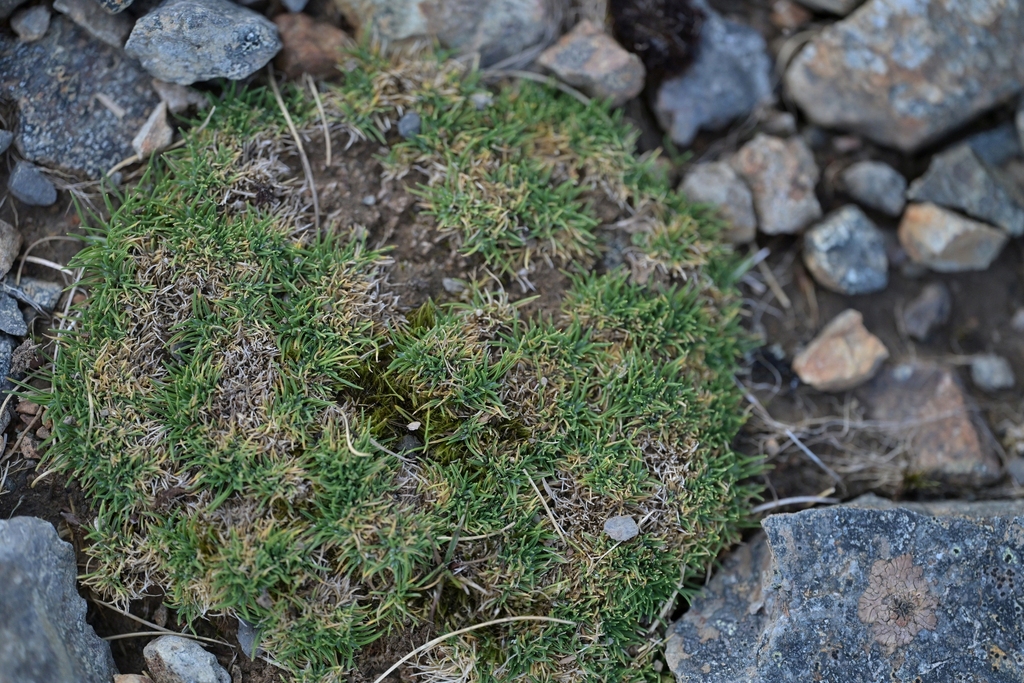 Agrostis muscosa (Agrostis muscosa)