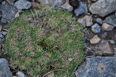 Agrostis muscosa (Agrostis muscosa)