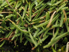 Agrostis muscosa (Agrostis muscosa)