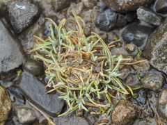 Agrostis muscosa (Agrostis muscosa)