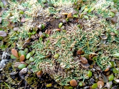 Agrostis muscosa (Agrostis muscosa)
