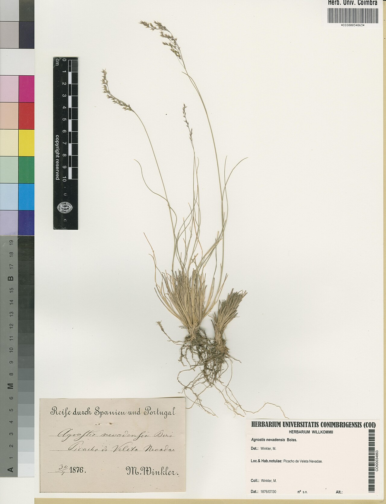 Agrostis nevadensis: Photograph of Lectotype of Agrostis nevadensis at Herbarium of the University of Coimbra, Portugal (COI). Specimen COI00034863. http://coicatalogue.uc.pt/specim