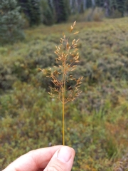 Oregon bentgrass (Agrostis oregonensis)