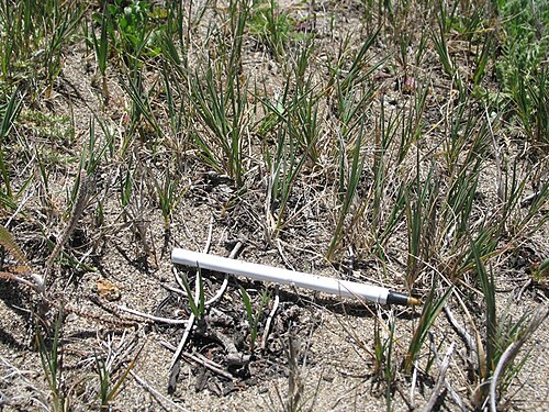 Seashore bentgrass: Agrostis pallens at Point Reyes National Seashore (Marin County, California, US) "Photos copyrighted as, "Robert Steers/NPS," are public domain and can be used 