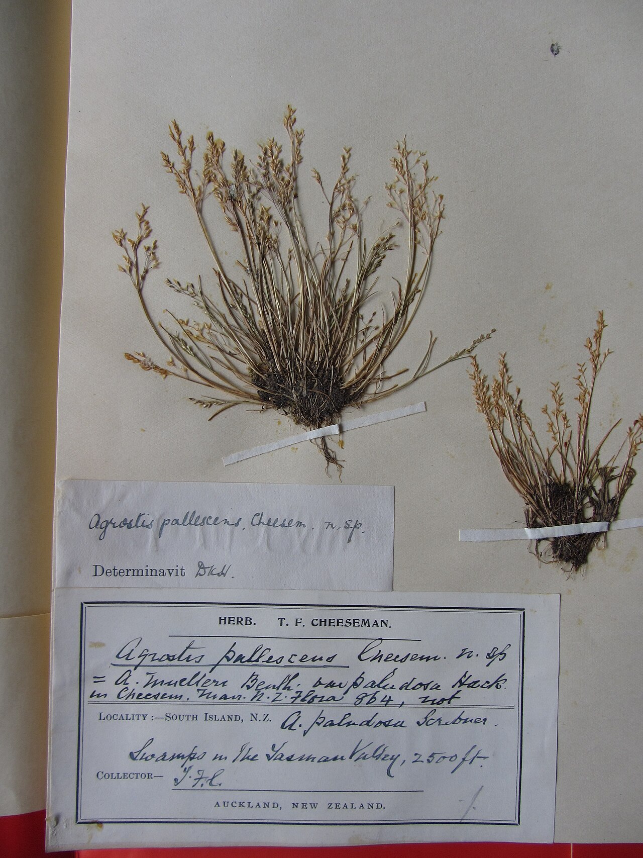 Agrostis pallescens (Agrostis pallescens)
