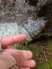 Agrostis parviflora (Agrostis parviflora)