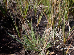 Agrostis parviflora (Agrostis parviflora)