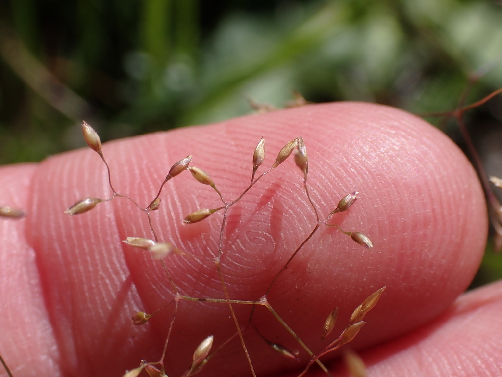 Agrostis parviflora (Agrostis parviflora)
