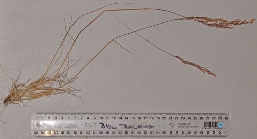 Agrostis petriei (Agrostis petriei)