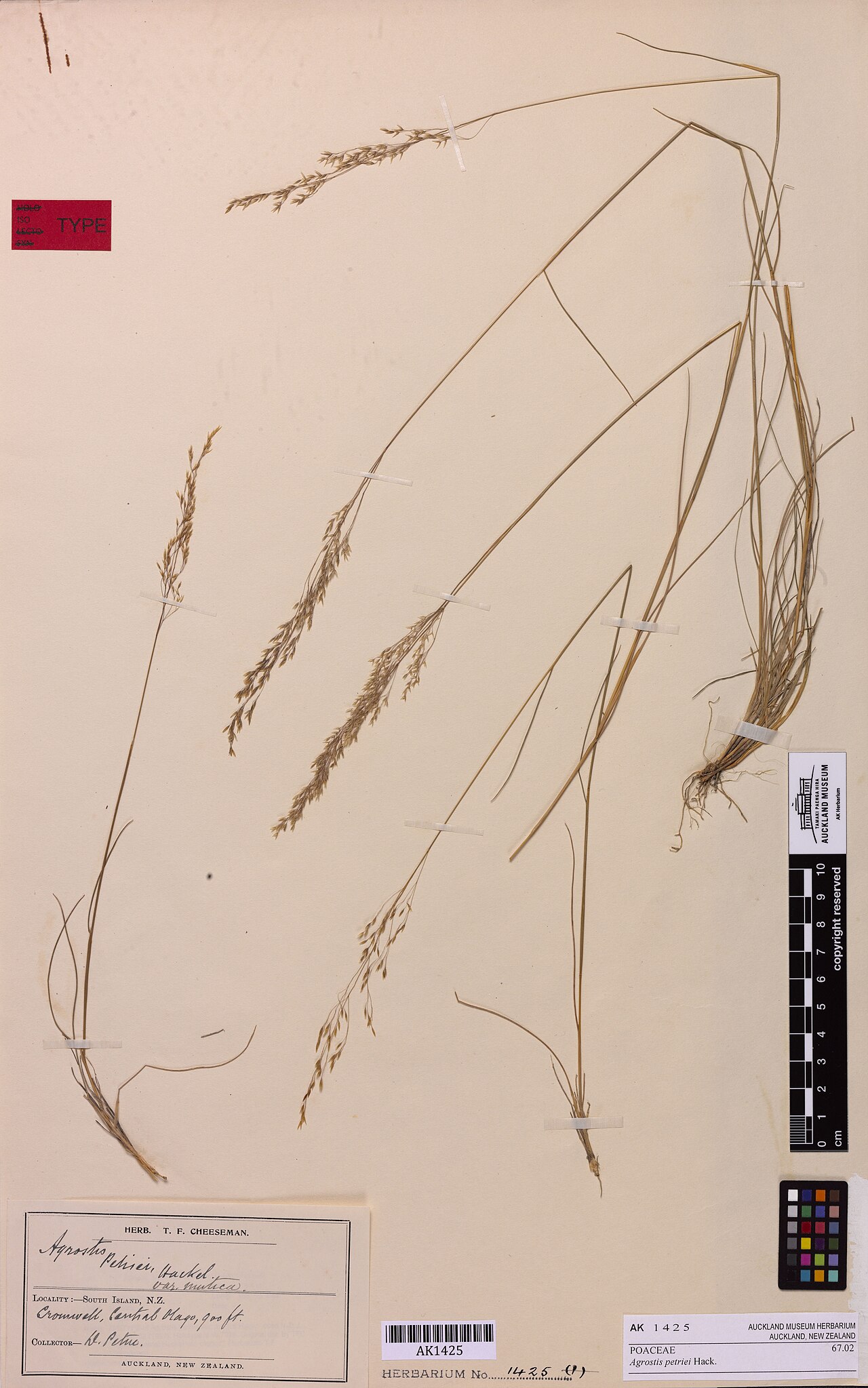 Agrostis petriei (Agrostis petriei)