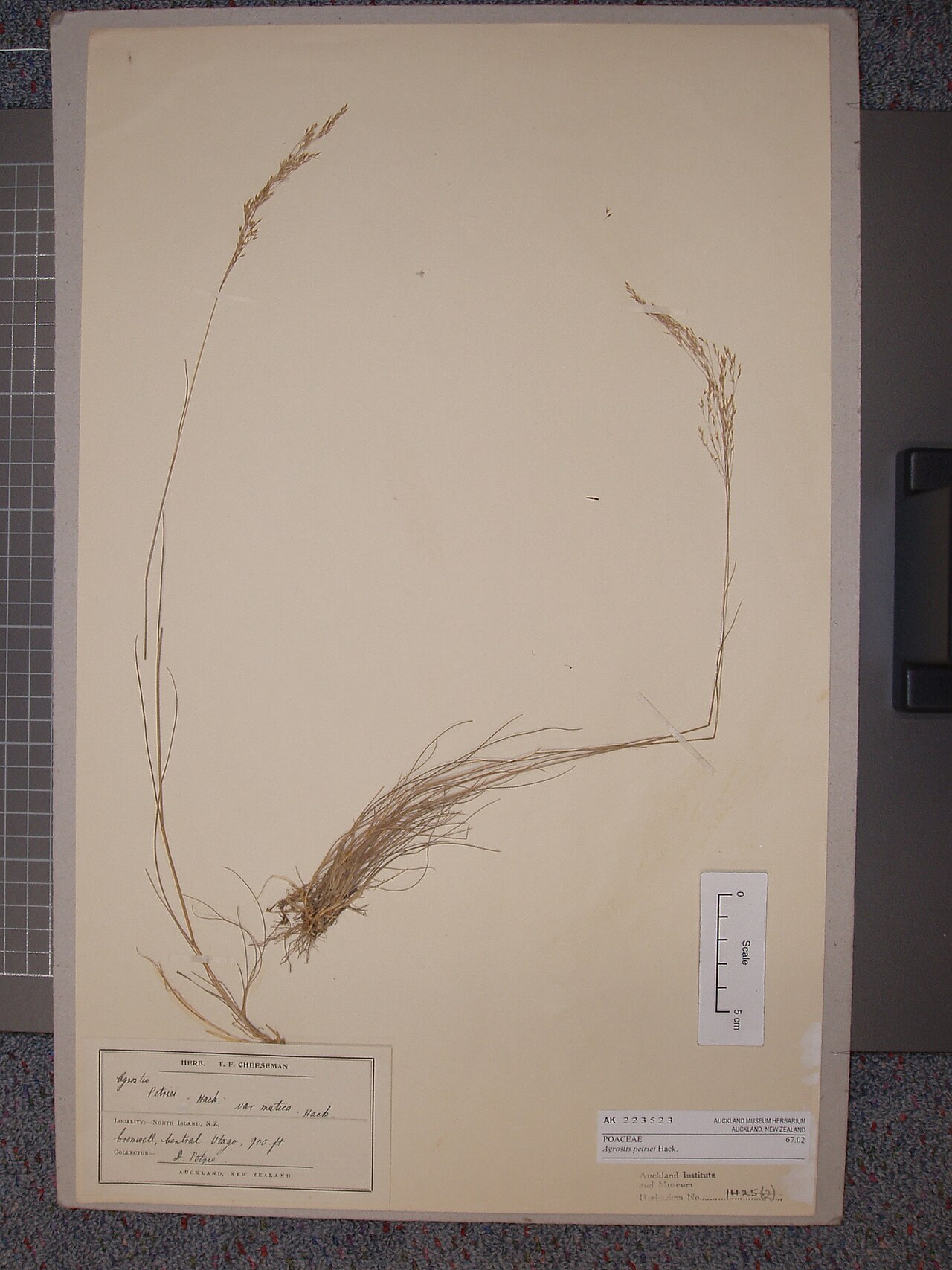 Agrostis petriei (Agrostis petriei)