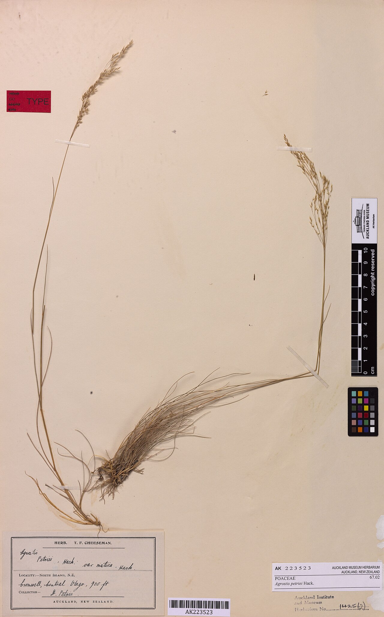 Agrostis petriei (Agrostis petriei)