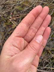 Agrostis petriei (Agrostis petriei)