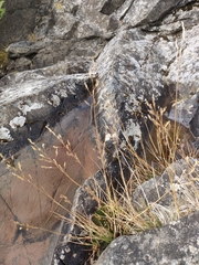 Agrostis petriei (Agrostis petriei)
