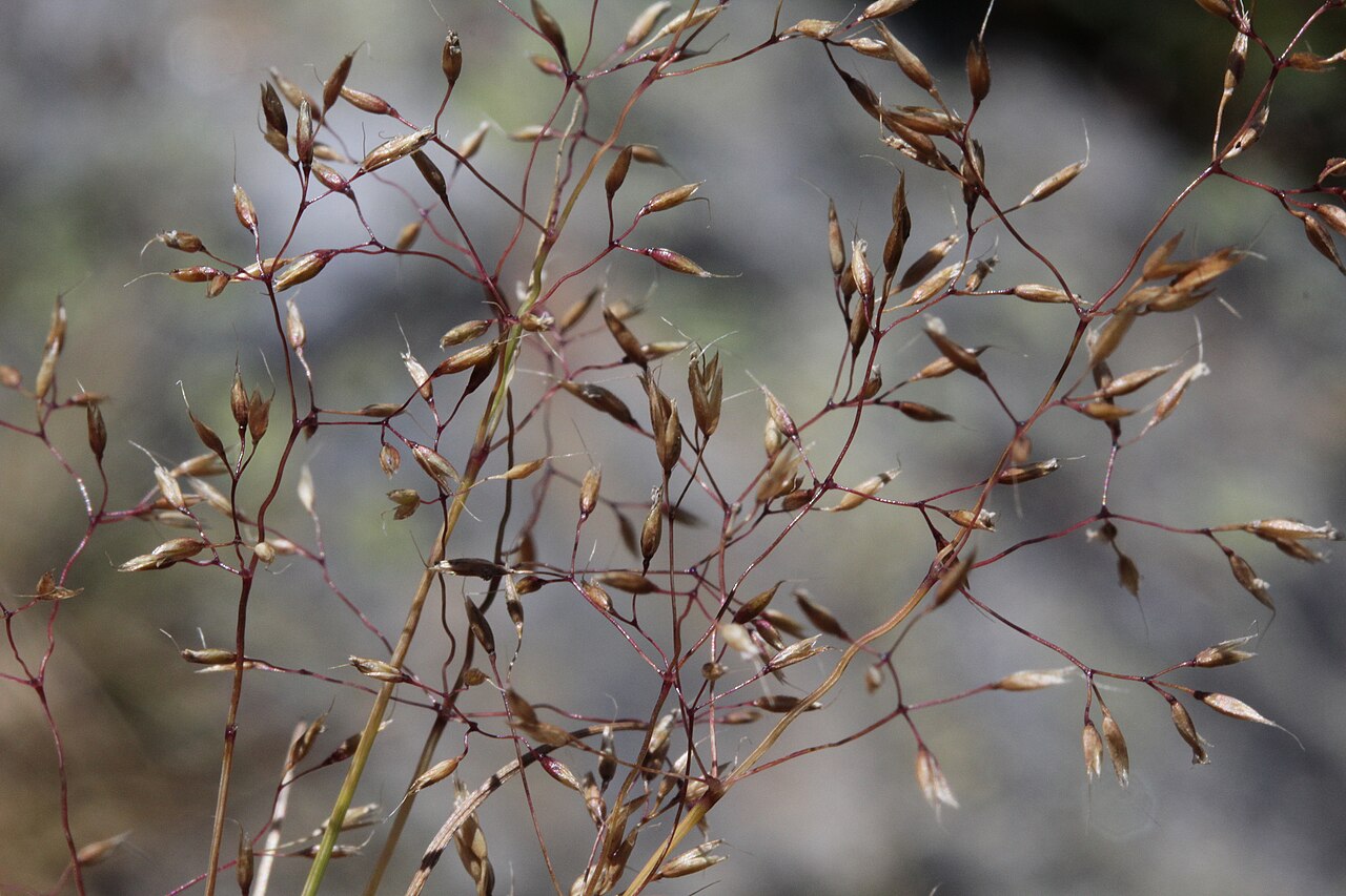 Agrostis rupestris: Agrostis rupestris