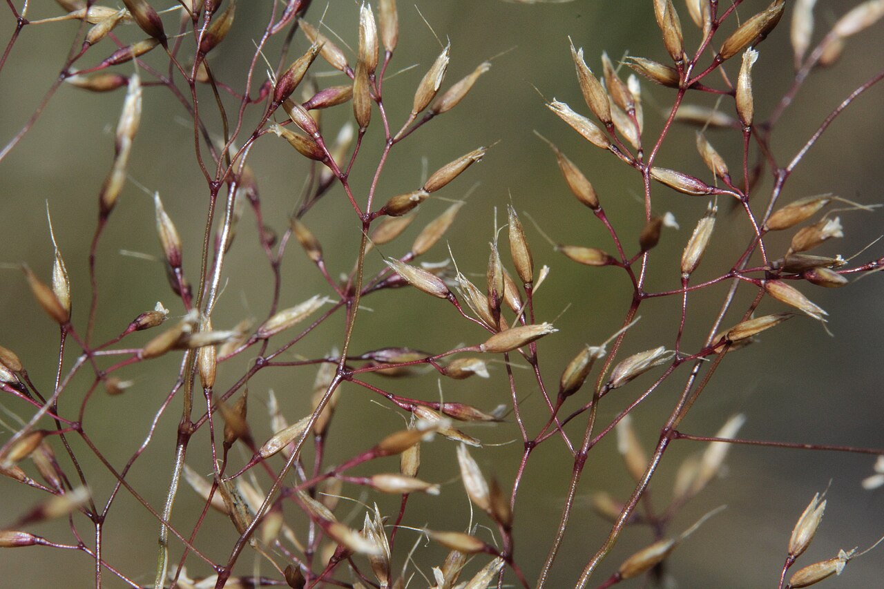 Agrostis rupestris: Agrostis rupestris